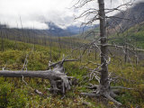 Dead Trees in the Muskwa-Kechika Management Area