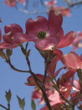 Pink Dogwood Flowers in Bloom