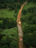 Zebu Cattle are Herded by Cowboys and a Truck Along a Muddy Road