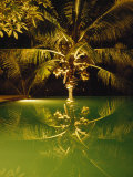 Coconut Palm Tree Sitting in an Infinity Pool at a Five Star Hotel