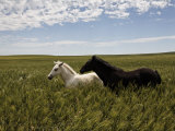 Pair of Protected Wild Horse Foals on a Mustang and Burro Sanctuary