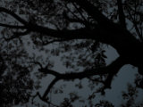 Soft Focus View of Tree Branches Silhouetted Against a Dark Sky