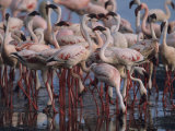 Lesser Flamingos Washing and Eating in a Freshwater Stream