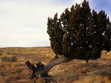Juniper Tree Bent by the Wind