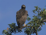Tawny Eagle  Aquila Rapax  Perched in a Tree Top