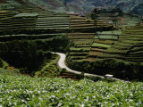 Road Winds Through Terraced Plantations