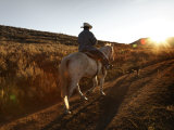 Once Wild Horse Now Works the Wyoming Range with a Sheepherder
