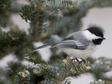 Black-Capped Chickadee  Poecile Atricapilla  in a Snow-Dusted Tree
