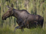 Cow Moose Walking Near Mayfield Lake
