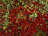 Colorful Assortment of Tundra Plants