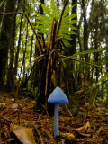 Blue Mushroom  Enteloma Hochstetteri  under a Ponga Fern