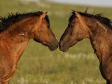 Stallions Battle for Mares During the Foaling Season
