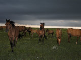 Winds Blow in a Summer Storm as Dark Clouds Loom over a Mustang Herd