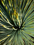 Grand Canyon  Plants  Northern Arizona  Agave