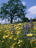 Spring Wildflowers in a Field