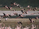 Lesser Flamingos Fly from an Eagle Scouting for the Weak
