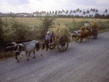 Ox Carts on the Road Between Tehuantepec and Juchitan  Oaxaca  Mexico