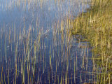Marsh Grass Along the Shoreline