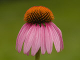 Close-up Detail of a Purple Coneflower