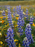 Spring Wildflowers in a Field