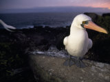 Masked Booby  Sula Dactylatra  Perched on a Rock at Twilight
