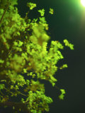 Street Lamp Illuminates the Leaves of a Tree in a Tokyo Street