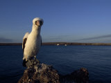 Masked Booby  Sula Dactylatra  Perched on Volcanic Rock