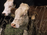 Tagged Dairy Cows Behind a Barbed Wire Fence Near New Glarus