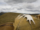 Antlers Tied to a Packhorse in the Muskwa-Kechika Management Area