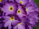 Close-up of a Cluster of Purple Primrose Flowers