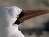 Close-up of the Head of a Masked Booby  Sula Dactylatra