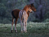 Two Foals Watch Studs Fight  Learning the Behavior They Will Imitate