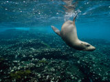 Endangered Galapagos Sea Lion Swimming Underwater