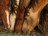 Wild Mustangs Graze at the Wild Horse Sanctuary