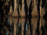 Bald Cypress Trees  Taxodium Distichum  and Reflection in Swamp Water