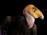 California+condor+endangered