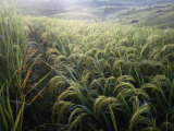 Close-up of Rice Growing in a Terraced Field