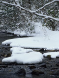 Snow Covered Trees and Stones Along Antietam Creek
