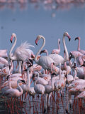 Greater and Lesser Flamingos Feeding at the Edge of an Alkaline Lake