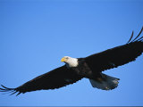 American Bald Eagle  Haliaeetus Leucocephalus  Soaring in Blue Sky