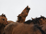 Young Stud Lifts His Lip Catching a Whiff of a Mare in Heat