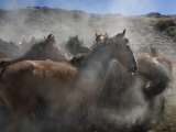 Wild Horses Come to a Halt after Running from a Blm Helicopter