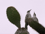 Pair of Galapagos Mockingbirds  Nesomimus Parvulus  on a Cactus