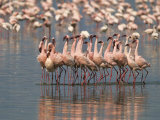 Lesser Flamingos Rubber-Necking in a Courtship Display