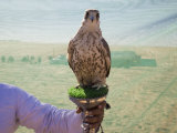 Falcon Perches on its Trainer's Block