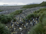 King Penguins  Aptenodytes Patagonicus  in a Massive Rookery
