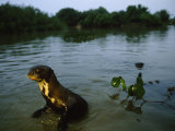 Giant Otter Emerges from Floodwater at Dusk