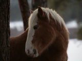 Wild Horse in the Snow Covered Ochoco National Forest