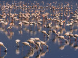 Lesser Flamingos Feed in a Shallow Alkaline Lake on Algae and Insects
