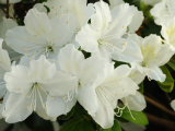 Cloes Up of White Azalea Flowers in Bloom